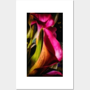 Calla Lily In Bloom Posters and Art